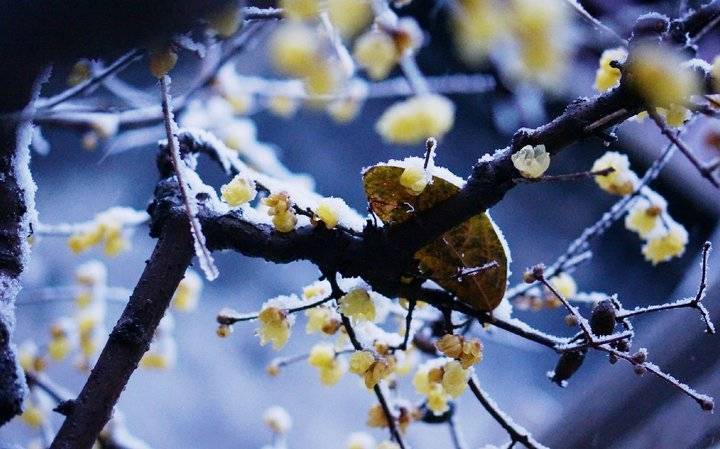 雪中梅梅須遜雪三分白雪卻輸梅一段香