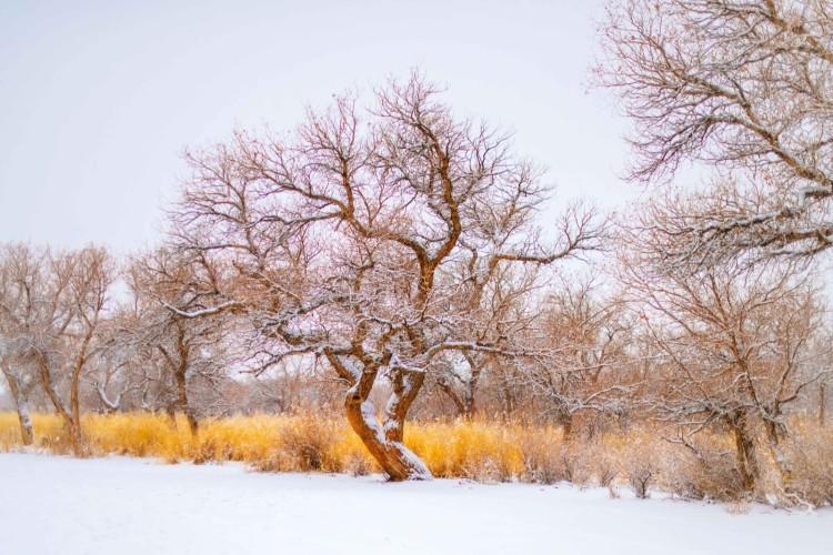 你见过冬天的胡杨林吗？实拍新疆的万亩胡杨林，雪天美成人间仙境