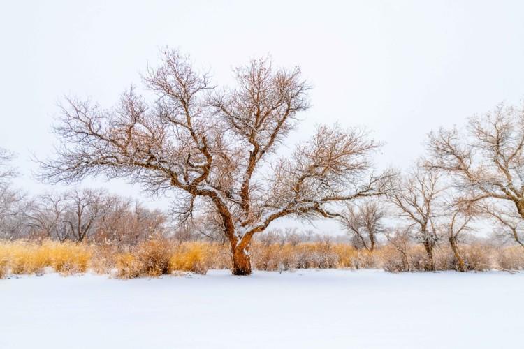 你见过冬天的胡杨林吗？实拍新疆的万亩胡杨林，雪天美成人间仙境