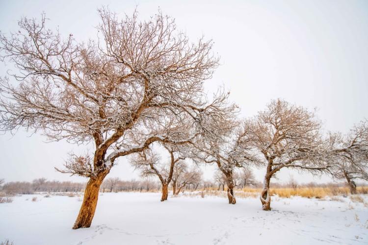 你见过冬天的胡杨林吗？实拍新疆的万亩胡杨林，雪天美成人间仙境