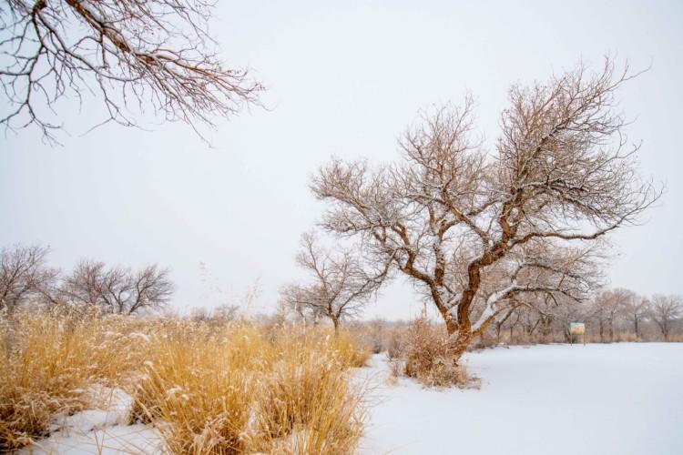 你见过冬天的胡杨林吗？实拍新疆的万亩胡杨林，雪天美成人间仙境