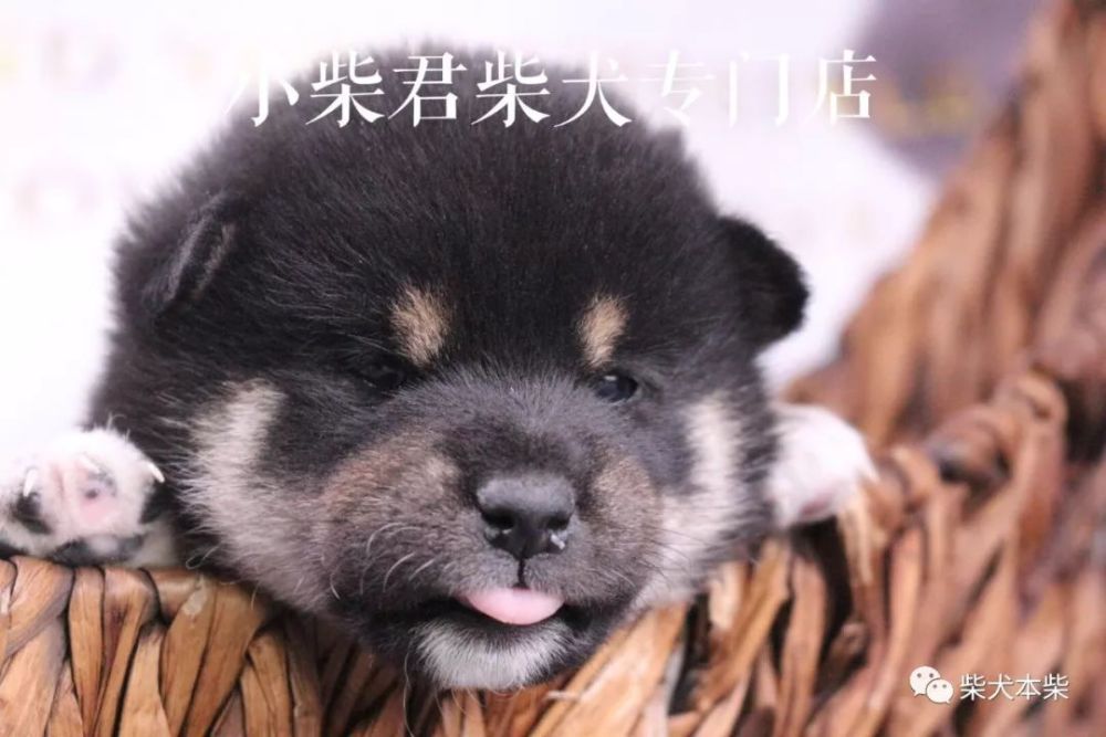 你适合养柴犬嘛 快来看看吧 腾讯新闻