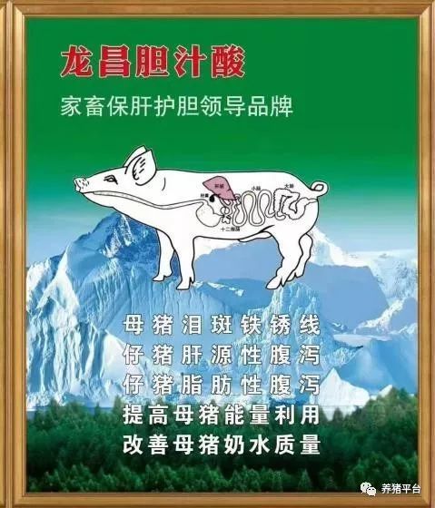 百头母猪场反馈龙昌胆汁酸杜仲叶提取物解决断奶仔猪腹泻效果