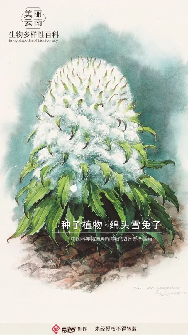 种子植物·绵头雪兔子:雪白绒毛 敦实可爱