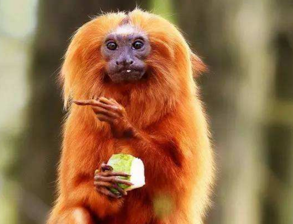 国外男子抓获一只"人面兽",专家到场一看,让男子立马放生