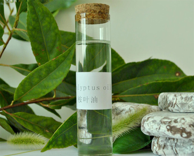 高温天气下的水分丧失,同时桉树叶和树枝中中含有大量芳香油(桉树油)