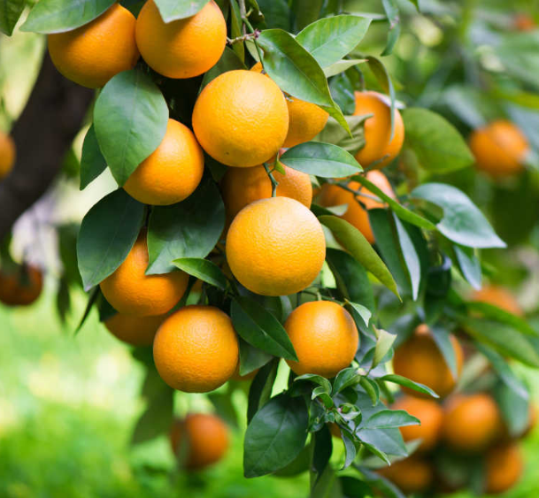 "最是橙黄橘绿时",教你4个小技巧,挑的橙子清甜多汁!