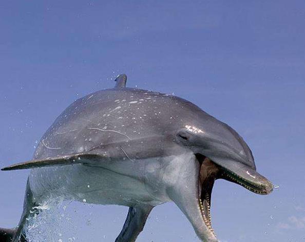 世界上有一只伟大的海豚救过一万五千人死后国家为她举行国葬