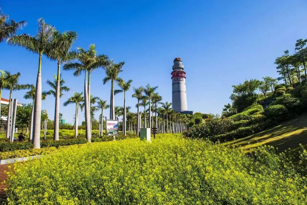 廈門,一定要去賞花 梅海嶺的三角梅,忠侖公園的炮仗花 燈塔公園的油菜