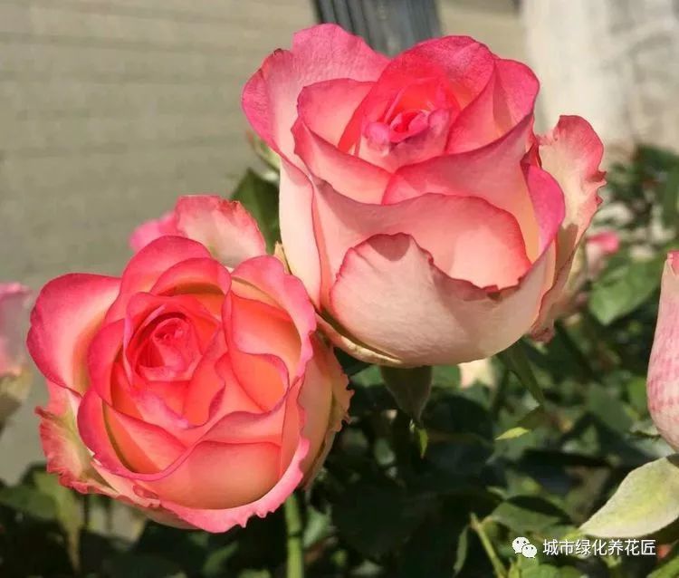 成都地区的月季还在冒笋芽 要不要修剪强制休眠 成都花友怎么说 腾讯新闻