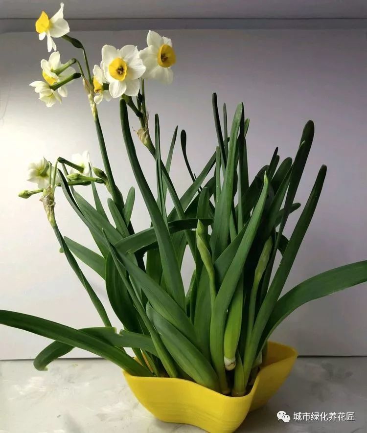 水仙花的正确养护开花方式 您水培水仙花的方法做对了吗 腾讯新闻