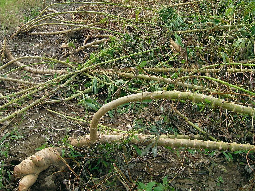 木薯其实是从国外引进的作物,现在很多发展中国家,比如说非洲地区