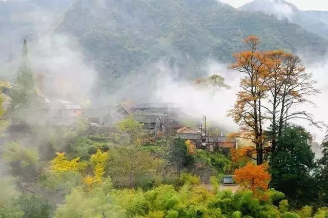 茅镬古村华东第一古树村落绚烂静美之至
