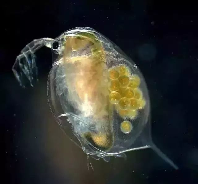 如轮虫,枝角类和桡足类等浮游动物的数量过多,一方面它们自身要消耗