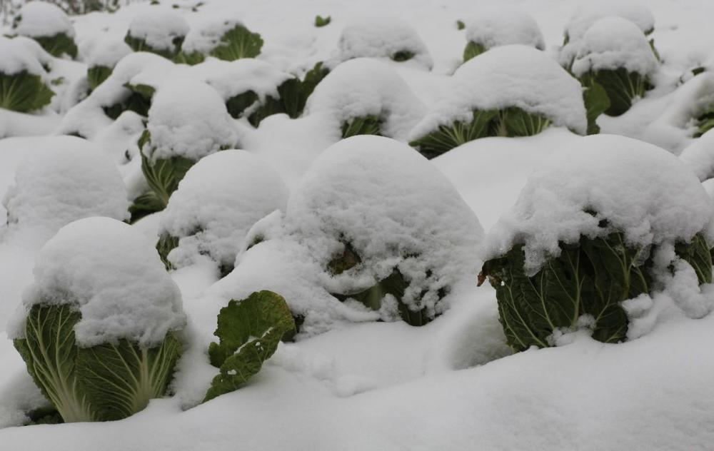 雨雪天气蔬菜如何预防冻害减产?