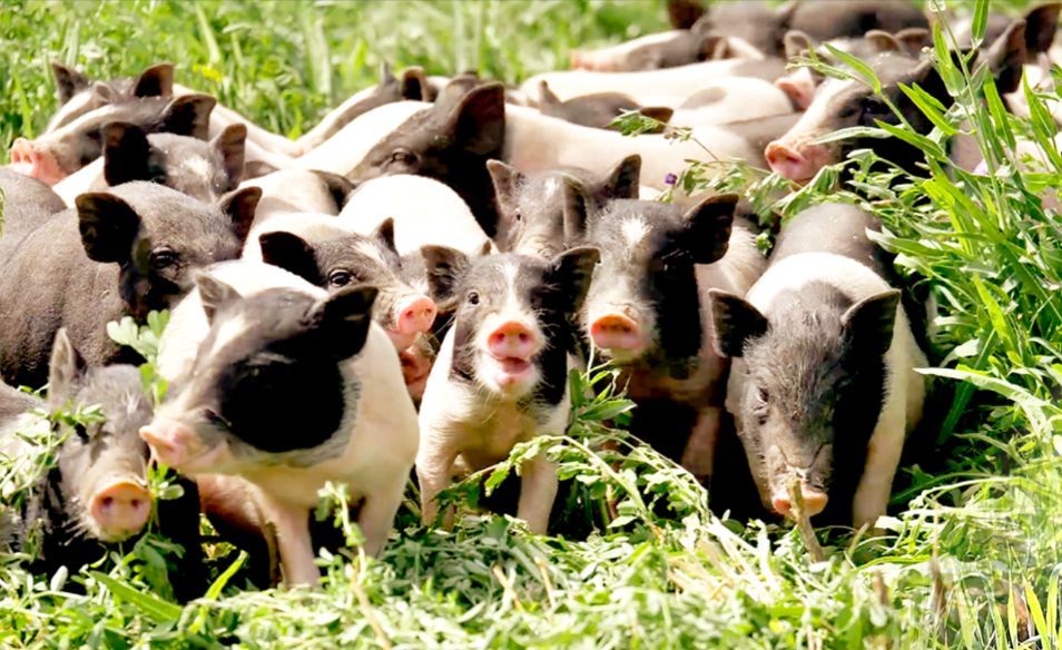 一夜爆红央视多次报道洛阳大山深处的这群猪火了