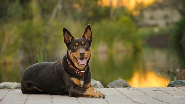 上圖就是一條澳大利亞卡爾比犬,只看長相它們平平無奇.