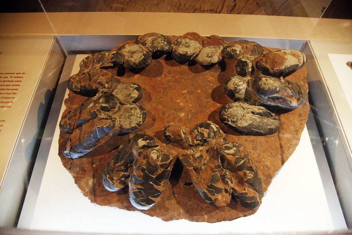 窃蛋龙:被冤枉70年的好爸妈_腾讯新闻