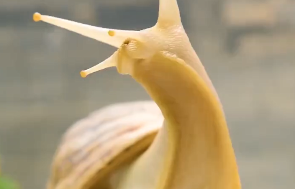 蜗牛有上万颗颗牙齿为什么是这样吃东西的镜头放大百倍后懂了