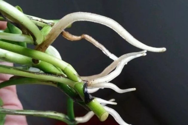 用毛巾把要扦插的枝条全部包起来,然后放在温暖的地方(比如路由器