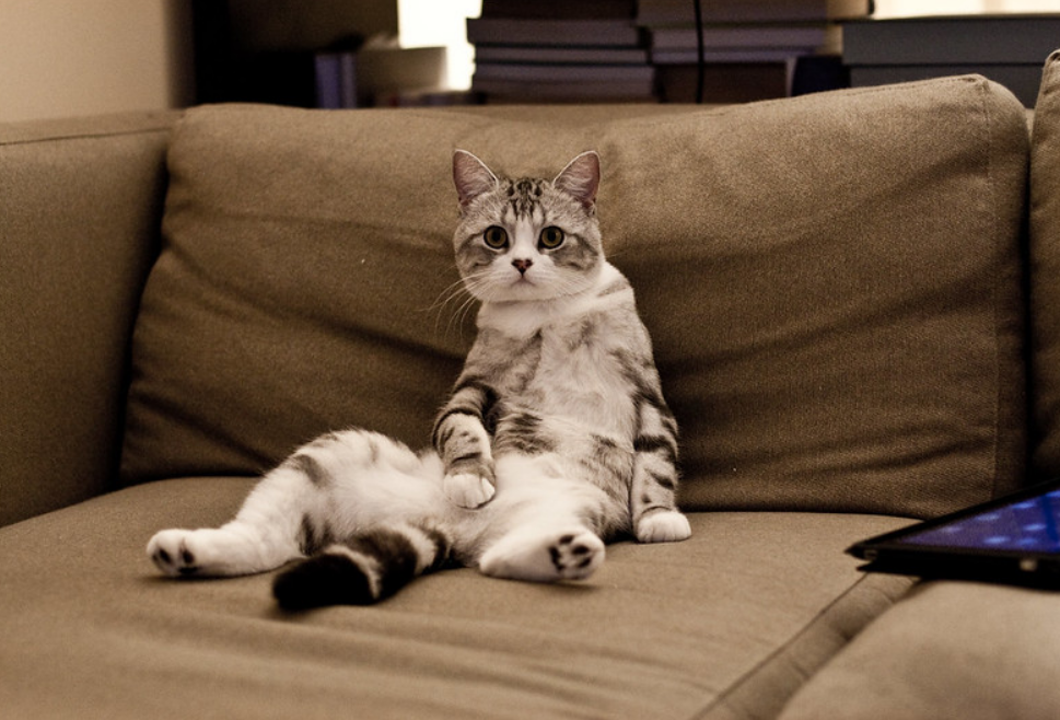 这是属于折耳猫的坐姿看似轻松实则可能很疼你家猫会坐吗