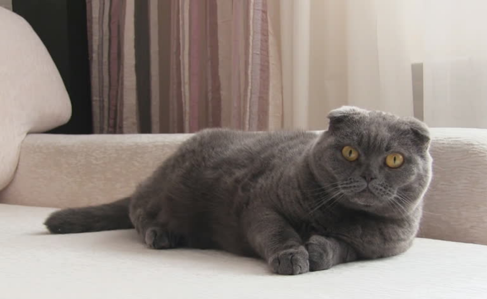 这是属于折耳猫的坐姿看似轻松实则可能很疼你家猫会坐吗