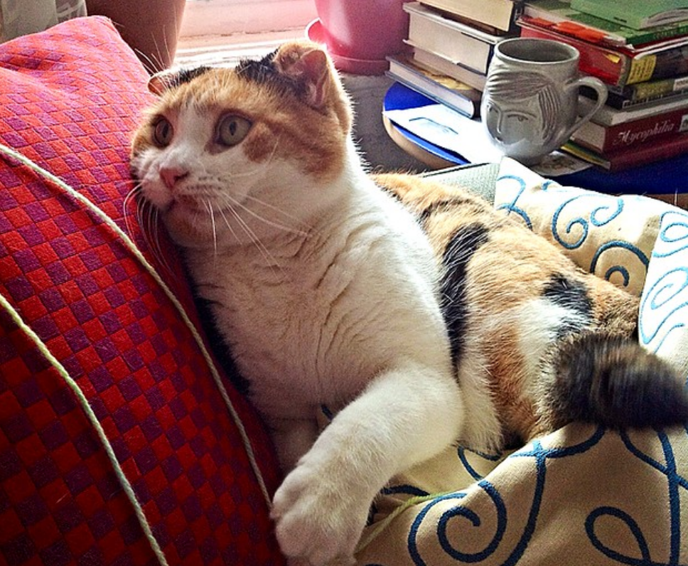 这是属于折耳猫的坐姿看似轻松实则可能很疼你家猫会坐吗