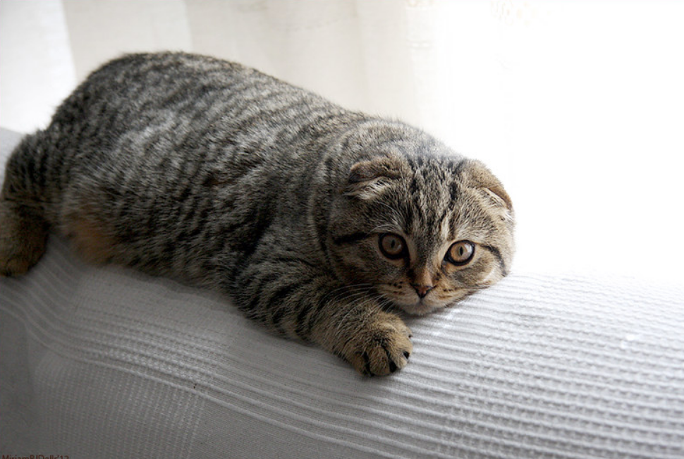 这是属于折耳猫的坐姿看似轻松实则可能很疼你家猫会坐吗