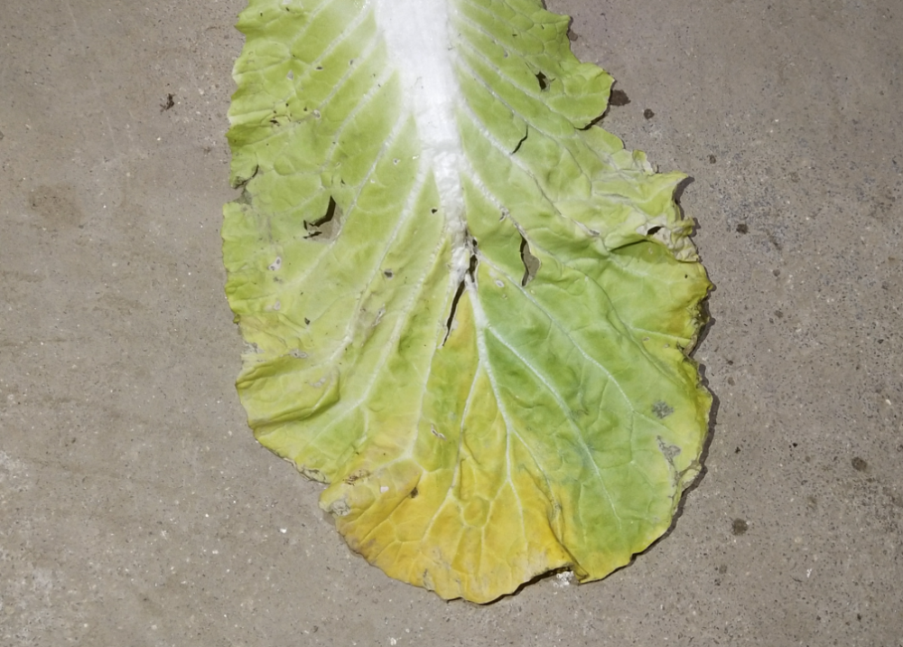 大白菜种植时被黑腐病侵染,如何有效降低危害?