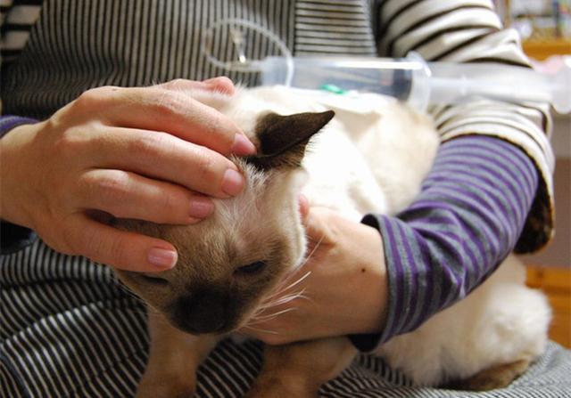 猫咪生病输液虽便捷但主人仍需注意相关风险事前检查不可少