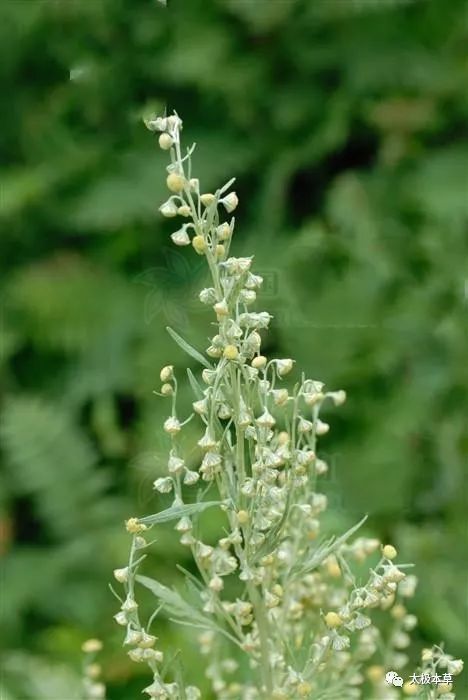 大籽蒿,见过吗?能清热利湿,凉血止血