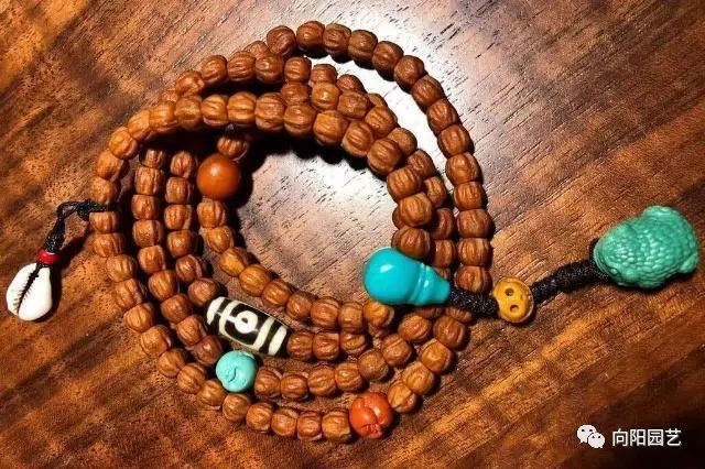 苦楝子在我们老家又叫苦枣子,长得很野枣一样,很