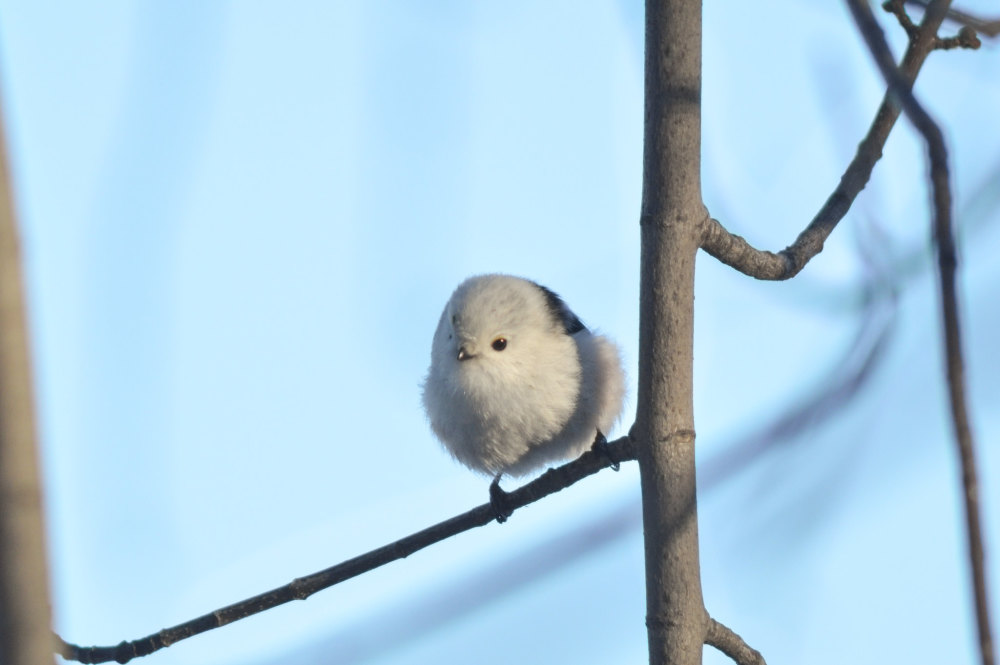 鳥類中的