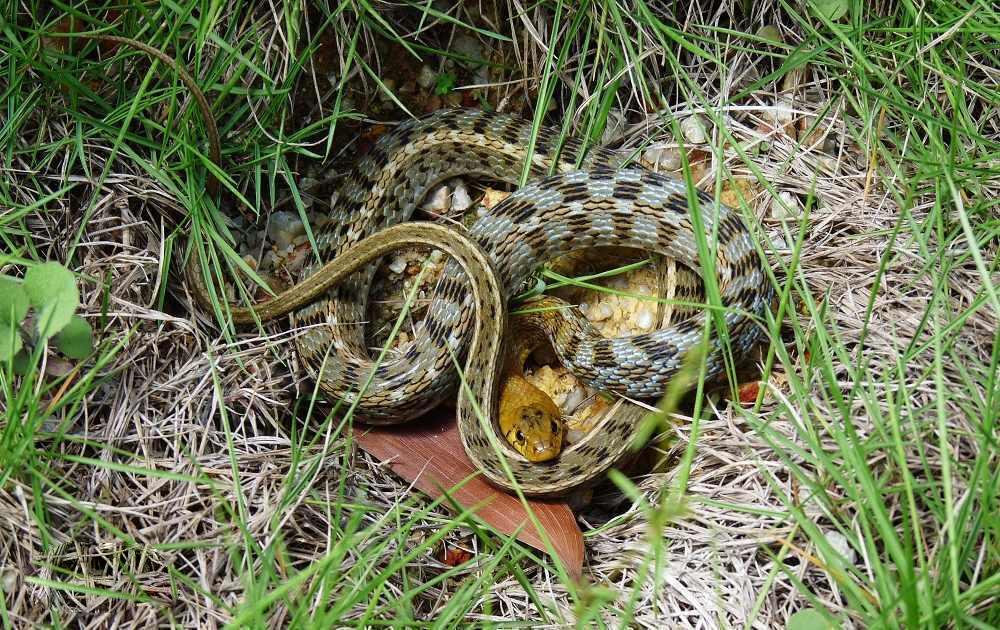 俗称土地公农民见了不敢打如今当宠物养殖百元一条