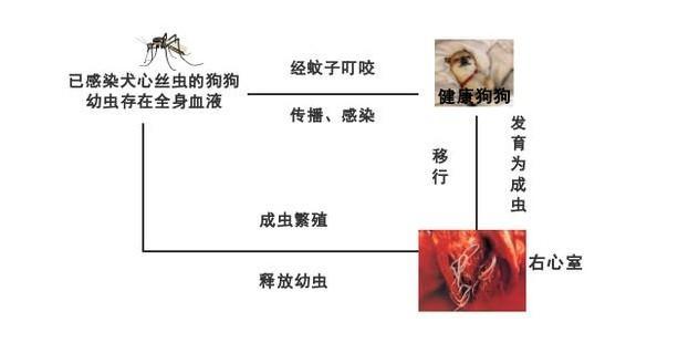 犬心丝虫是大boss 狗狗有这些症状 主人可要注意了 腾讯新闻