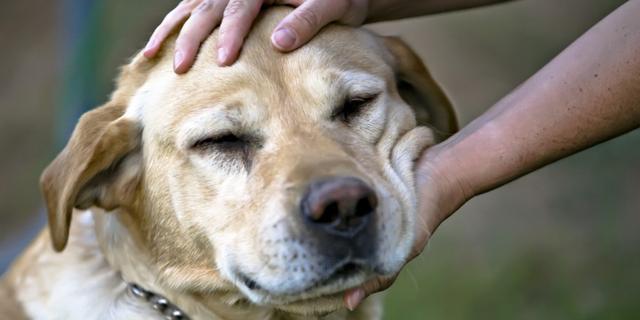 老年犬有痛说不出 了解狗狗老年的常见疾病 帮它们安度幸福晚年 腾讯新闻