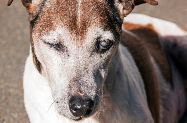 老年犬有痛说不出 了解狗狗老年的常见疾病 帮它们安度幸福晚年 腾讯新闻