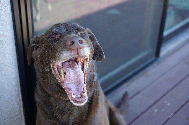 老年犬有痛说不出 了解狗狗老年的常见疾病 帮它们安度幸福晚年 腾讯新闻