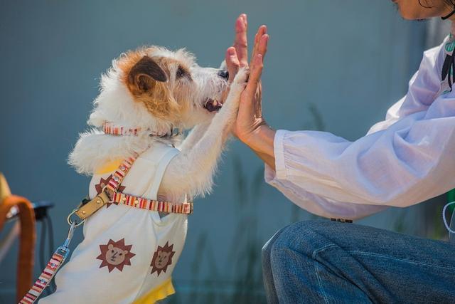 老年犬有痛说不出 了解狗狗老年的常见疾病 帮它们安度幸福晚年 腾讯新闻