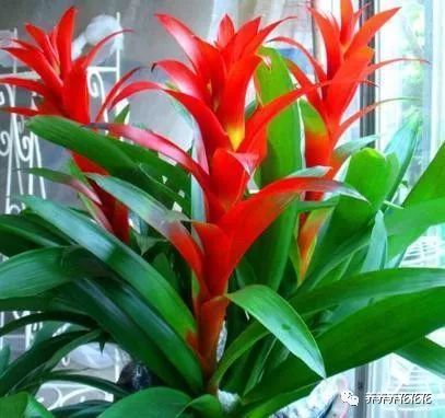 红红火火过大年 5种必备的 新年花 寓意喜庆吉祥 年年好运 腾讯新闻