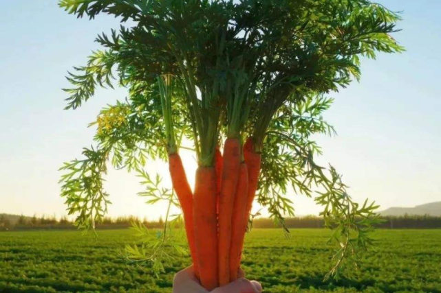 如何在家种植胡萝卜怎么浇水施肥才更合理