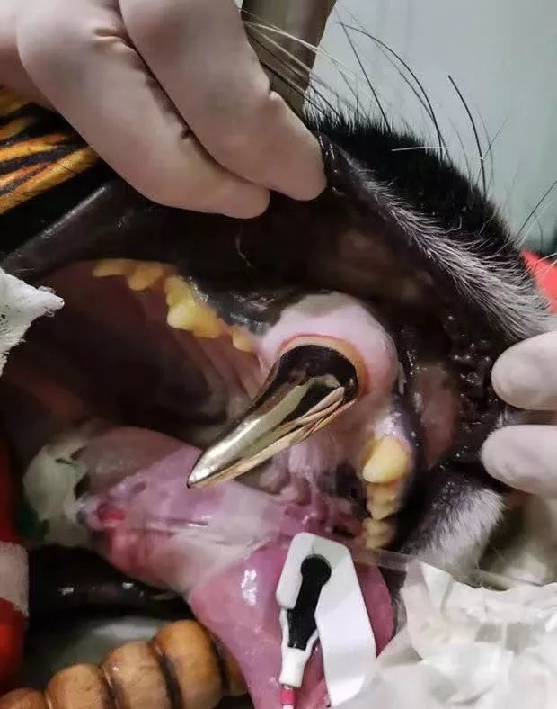 瞬间就变成最靓的仔动物医生直接给装了一颗金牙一只老虎咬玩具把牙要