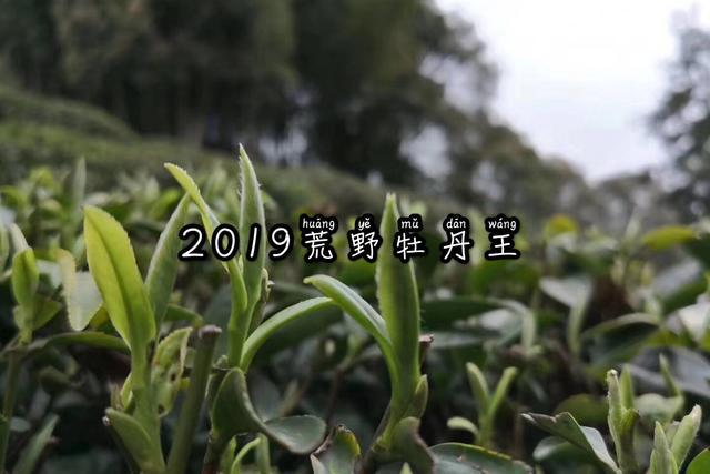 为什么银针的汤色很淡？