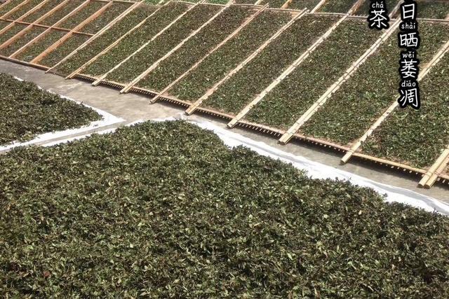 为什么银针的汤色很淡？