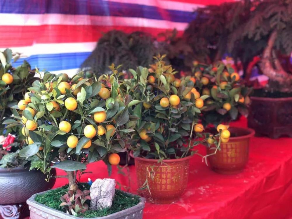 迎新春啦!汕头中心城区迎春花市开市 9个地点任你选