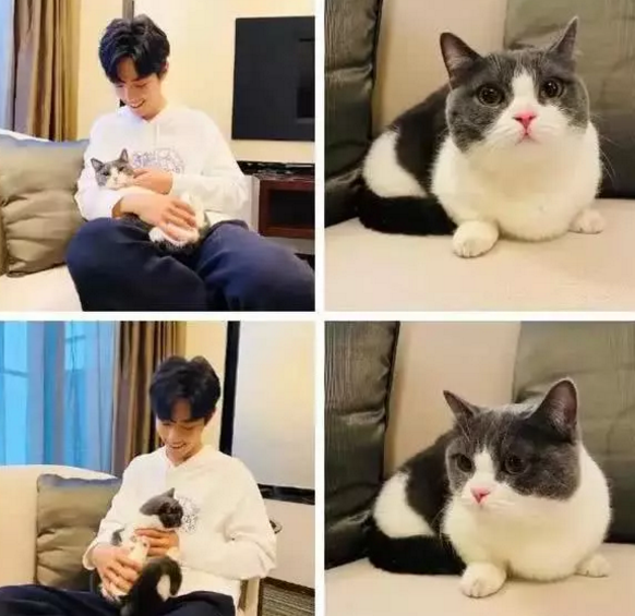 肖战在银幕上是帅气型男,生活中,他也是一个爱猫的温柔男孩!_腾讯新闻