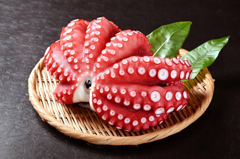 人是最聪明的有脊椎动物 那么最聪明的无脊椎动物是什么 腾讯新闻