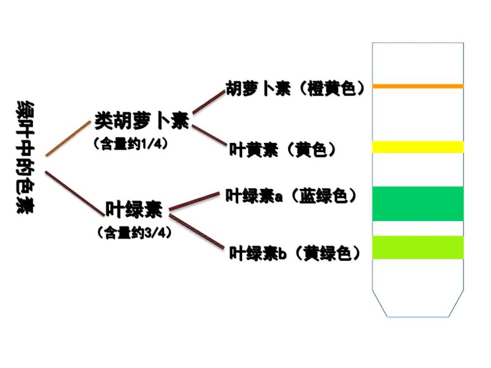 为什么绿色植物不能吸收绿光进行光合作用 腾讯新闻