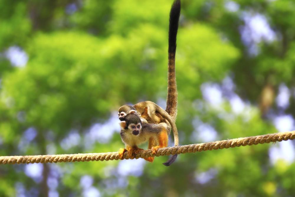 春节假期东南亚亲子游:一座动物园,白天黑夜两种玩法,孩子乐翻天!