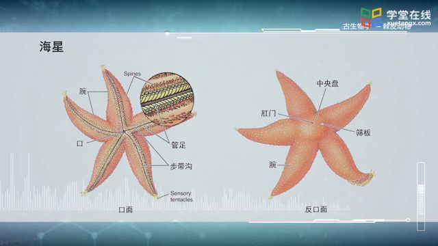 海星有两个面,一面称为口面,五个腕部有凹陷,伸出管足,称为步带沟.